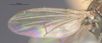 Media type: image;   Entomology 11129 Aspect: Wing front
